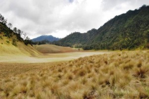 Grassland Charm at Semeru