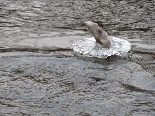 disc of ice on a stick in the river