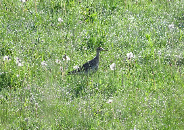 Upland Sandpiper - Pellston, Michigan, USA