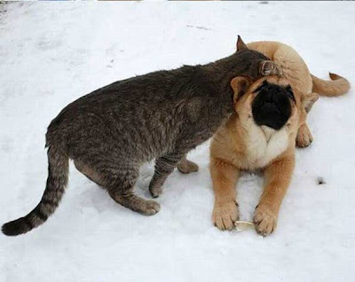 persahabatan kucing dan anjing 5
