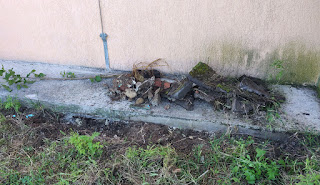 Rubble dug out while removing the saplings