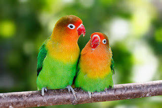 Love bird information & care