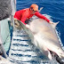 Tiburón Toro Gigante sorprende a científicos.