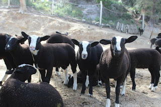 Zwartbles Koyun Irkı