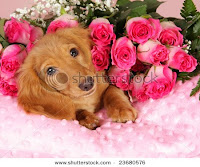 puppies for valentines day card