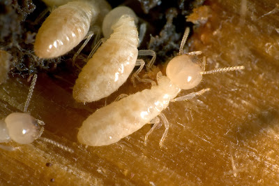 Termite