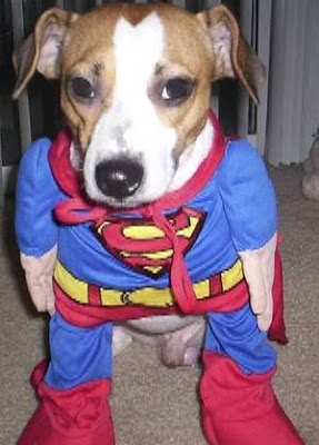 Superman Puppy