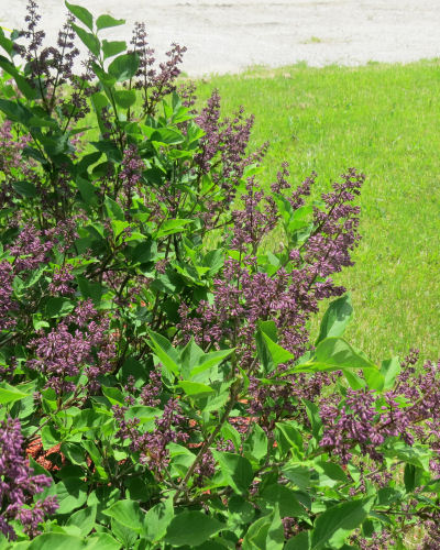 dark purple lilac buds