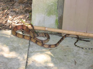 Dog-toothed Cat Snake