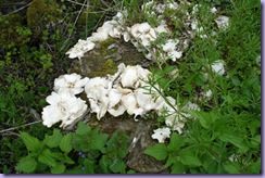 mini_DSC07575