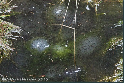 17-frogspawn