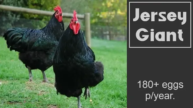 Jersey Giant Chickens