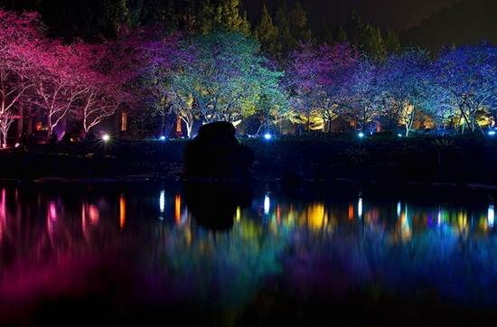 Pemandangan Pokok Ceri Mekar Yang Sangat Indah Pada Waktu Malam Di Taiwan (7 Gambar)