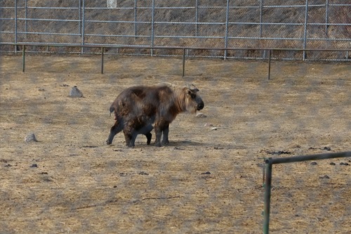 20170328 valley zoo (25)