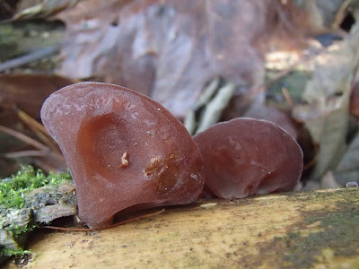  Uszak bzowy Auricularia auricula-judae