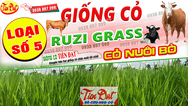 9 Loại giống cỏ nuôi bò năng suất cao nhất tại Việt Nam