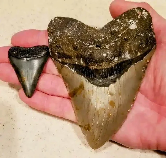 Comparación de tamaños de los dientes de tiburón blanco y megalodón