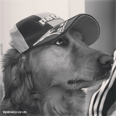 golden retriever game ready for Patriots AFC Championship game #blackandwhitesunday