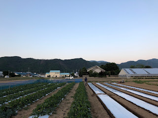 【20190613】生育中ズッキーニと準備中の畝