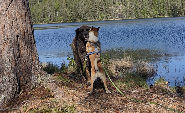 Fiskelaustjern Strømsoddbygda leonberger lundehund