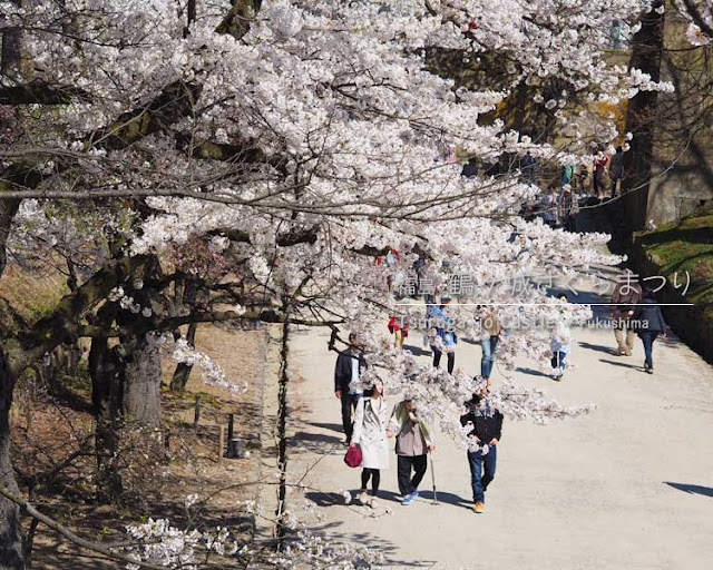 鶴ヶ城の桜がすごい！(2) 西出丸エリア