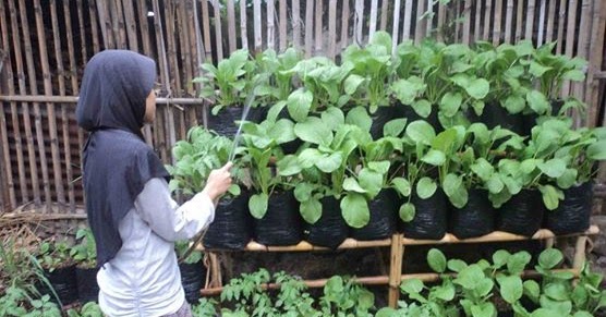 Cara Bercocok Tanam  Sayuran Kebun Naya