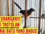 Bingung Membedakan Murai Batu Trotol Jantan dan Betina, Mari Simak 7 Tipsnya