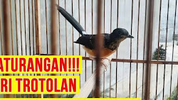 Bingung Membedakan Murai Batu Trotol Jantan dan Betina, Mari Simak 7 Tipsnya