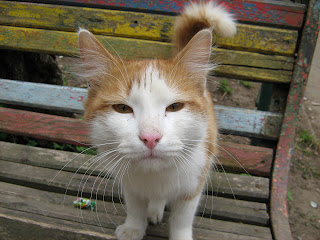 Benched Ginger-White Cat