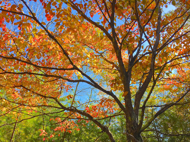 Wild dogwood tree fall color West Virginia