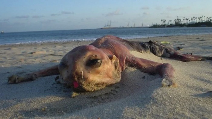 Monster Canvey Island, 10 Monster Laut Aneh Yang Masih Menjadi Misteri, Mitos, Konspirasi, Makhluk Prasejarah, Ikan Hiu, Makhluk, Monster Aneh, Ikan Paus Sperma, Membusuk, Bangkai, Membengkak, Binatang Misterius, Binatang Buas, Monster Laut, Teraneh, Top 10, Eksperimen Genetik, Paus Kepala Kotak, Physeter Macrocephalus, Cryptozoologists, Humanoid, dead monster, roch ness monster, canvey island creature snopes, margate monster, dead monster washes ashore in montauk, klipsuiers, four mile globster, chilean sea monster, Alien, Creature