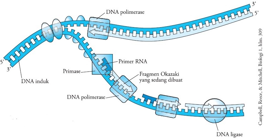 Proses dan Tahapan Sintesis Protein, Pengertian Replikasi 