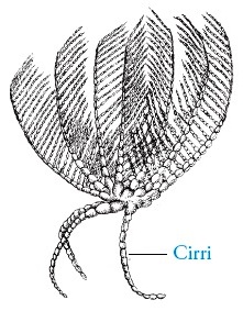  Filum  Echinodermata  Pengertian Ciri ciri Klasifikasi 