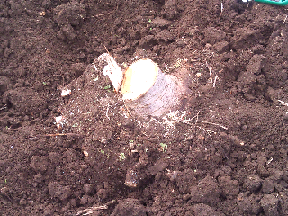 This is the stump. as you can see the guy who cut it down did a very clean job