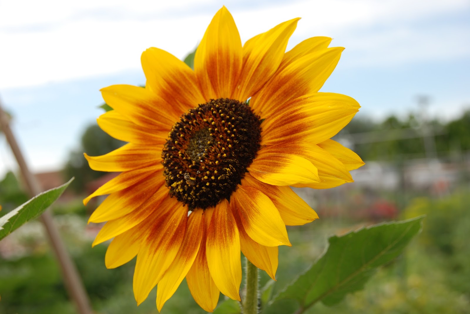 PR 1 PA 30 freeahlamandmax: Analisis The Sunflowers ...