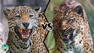 LEOPARD VS JAGUAR