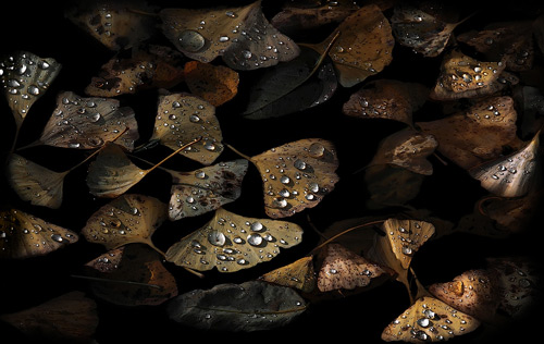 Still Life Photography
