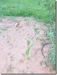 bad day corn