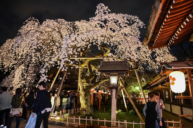 日本京都平野神社櫻花 枝垂櫻