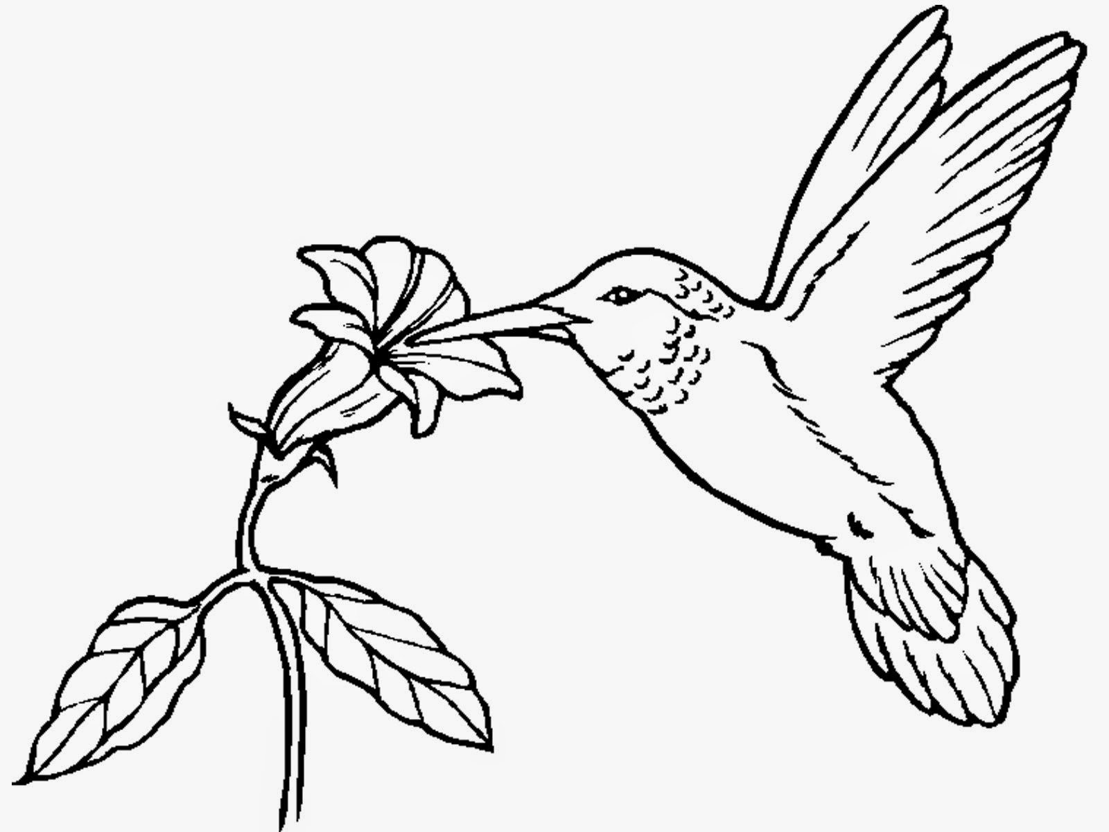 Download Hummingbird Coloring Pages