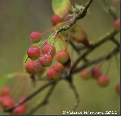 7-wild-cherry