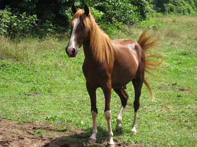 Here's little Caramel Sundae Sundae a smaller horse but beautiful 