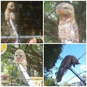 Funny animals of the week - 31 January 2014 (40 pics), a rare bird potoo perches in a fence in venezuela