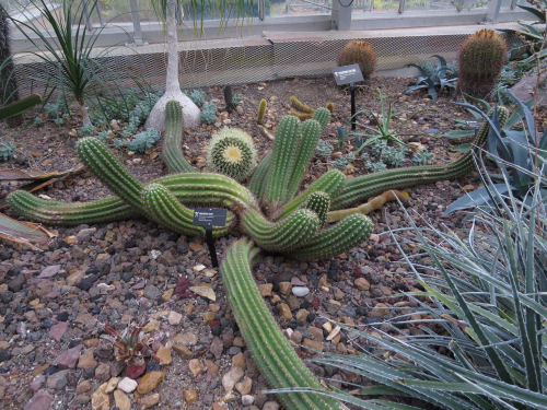 Meijer Gardens Argentine Giant cactus