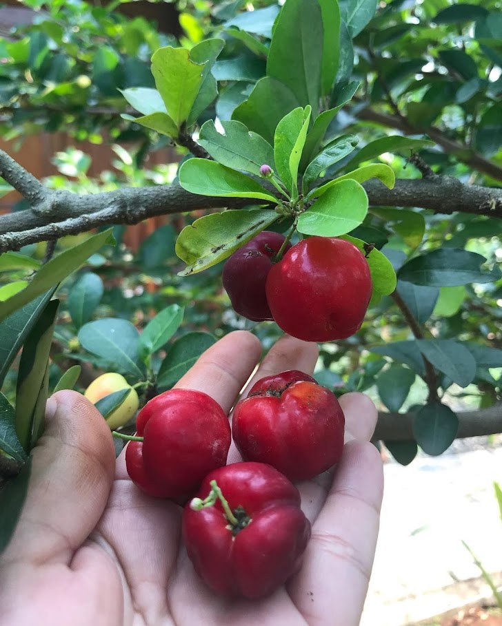 tanaman buah barbados cherry bibit hasil cangkok cepat mudah berbunga berbuah batang Bungbulang