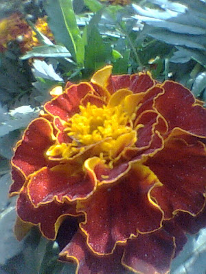 A Marigold flower