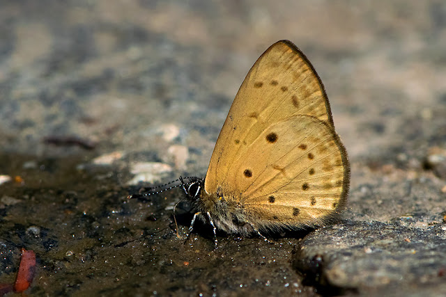 Una usta the Singleton butterfly