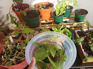 A salad spinner with some lettuce and sorrel leaves