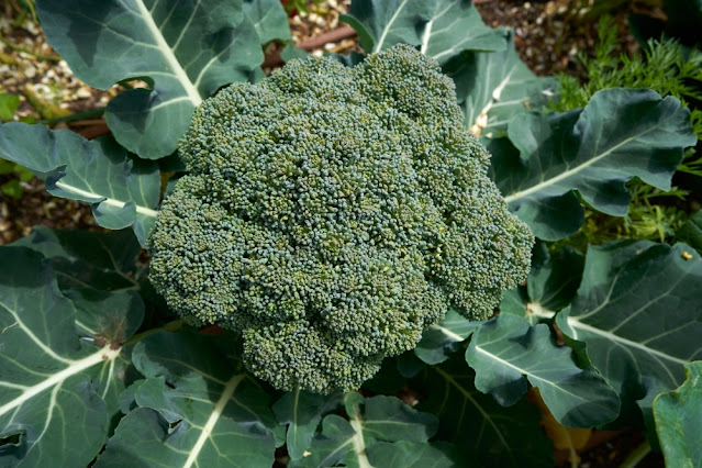 Broccoli Varieties