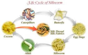 life cycle of silk